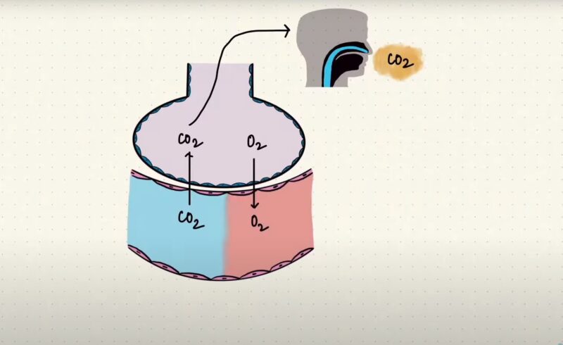 Alveolar Ventilation