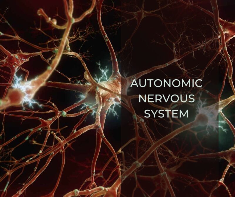 Autonomous Nervous system