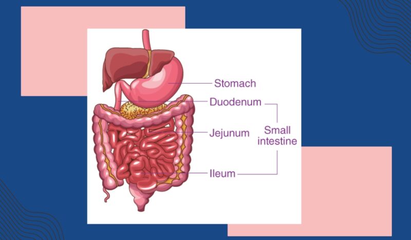 Duodenum and Jejunum