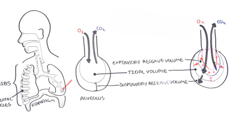 Expiratory Reserve Volume