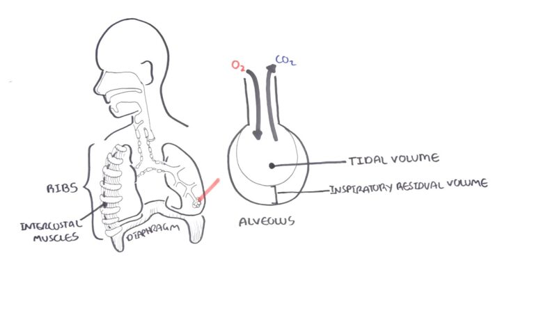 Inspiratory Reserve Volum