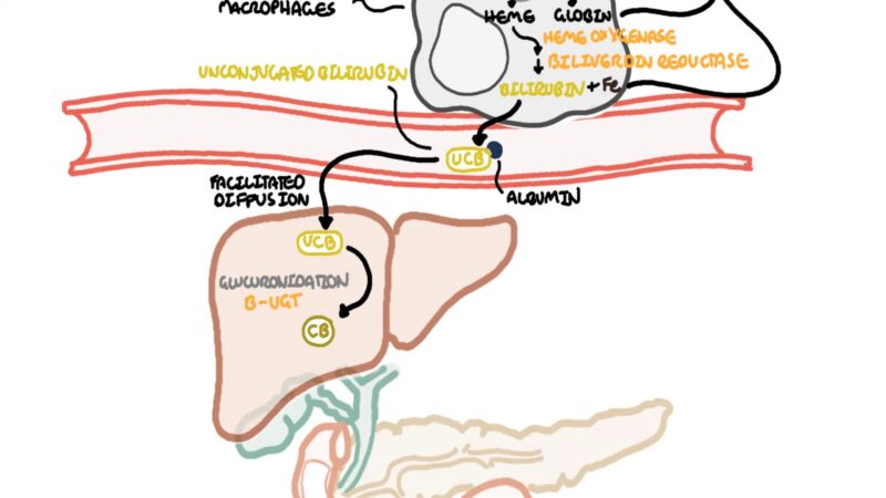 Liver