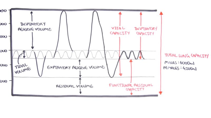 Lung Capacities