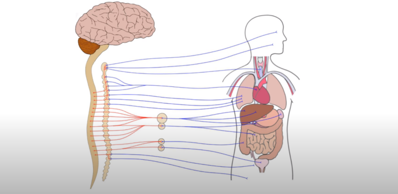 Nervous System