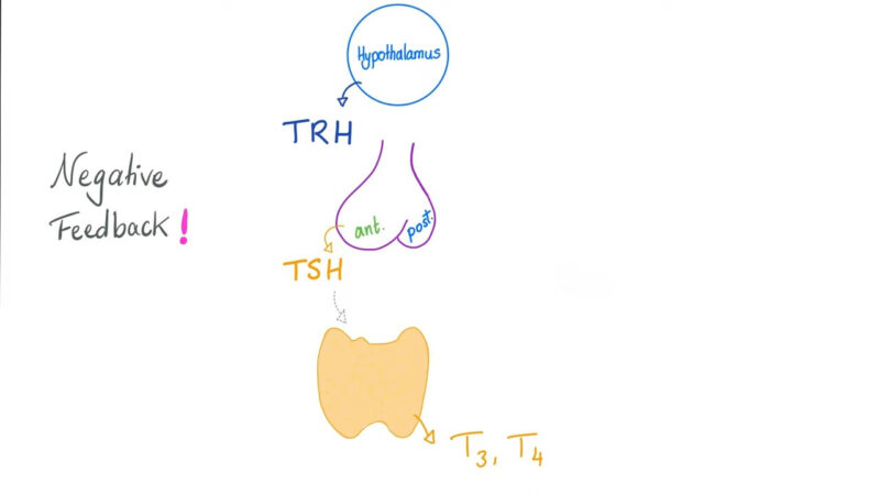 Production of t3 and t4