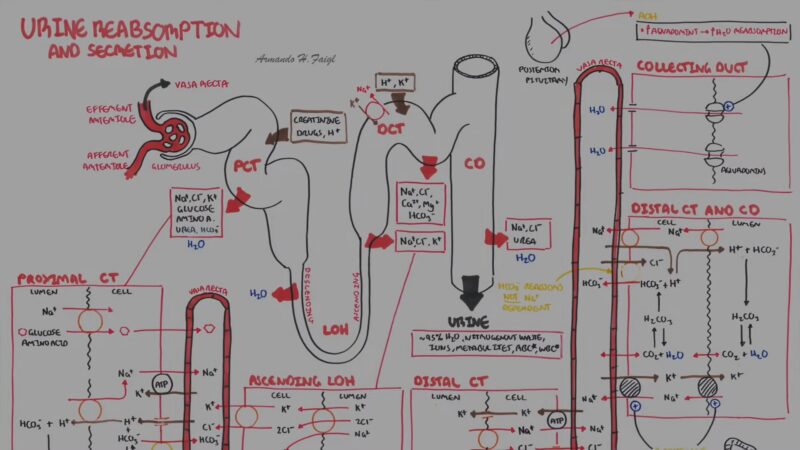 Reabsorption and Secretion