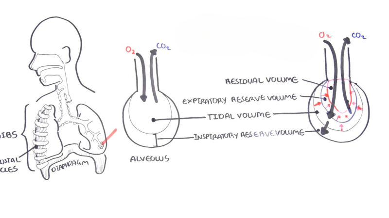 Residual Volume