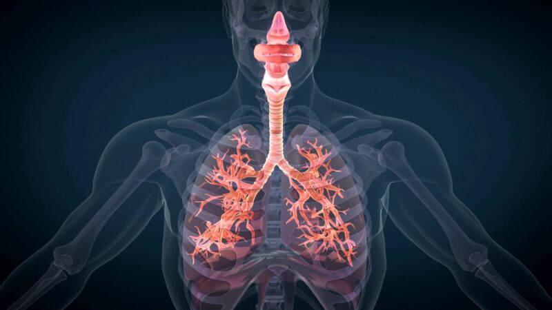 Respiratory Effects- Ephedrine