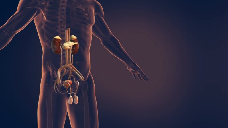 Risk Factors UTI