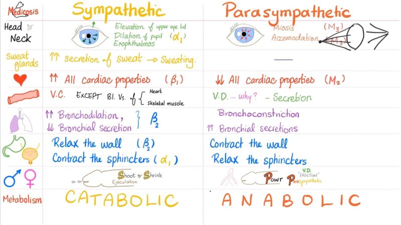 Sympathetic vs Parasympathetic Nervous System
