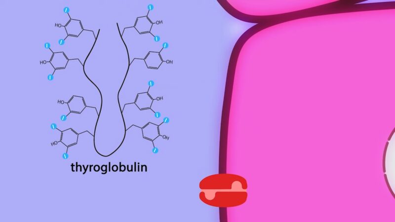 Thyroid Globulin