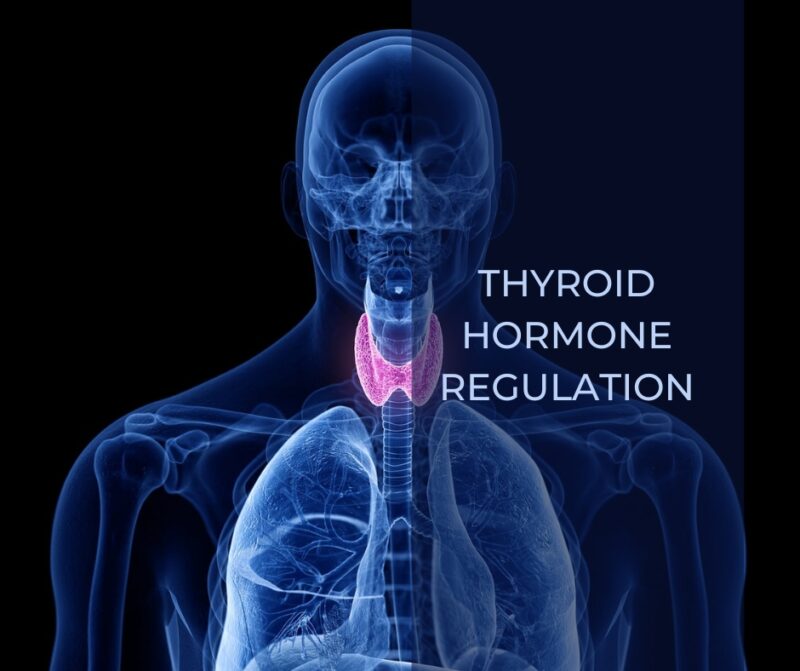 Thyroid Hormone