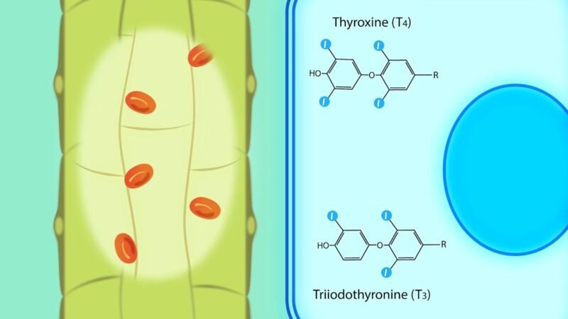 Thyroid Hormones