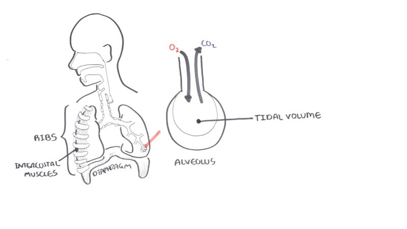 Tidal Volume