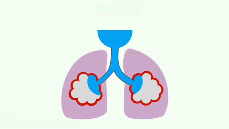 Ventilation Lungs