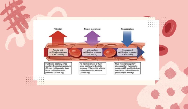 balance between hydrostatic and oncotic pressures