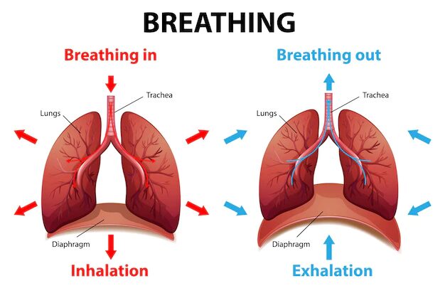 Respiratory Health Archives Pathway Medicine respiratory-health-archives-pathway-medicine