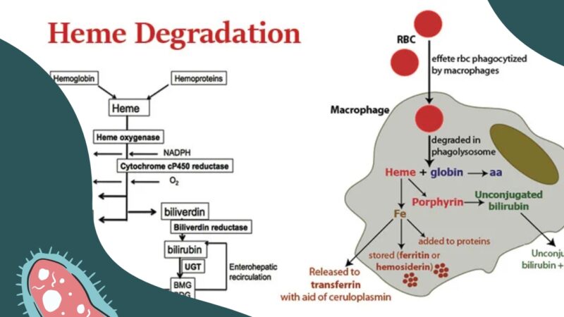 heme degradation