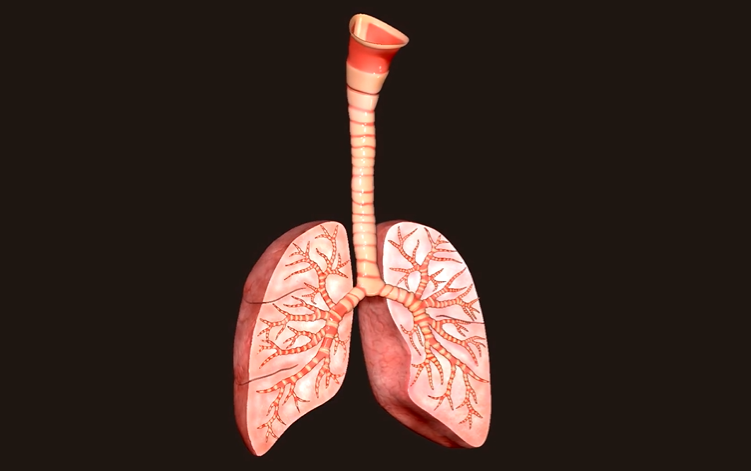 lung