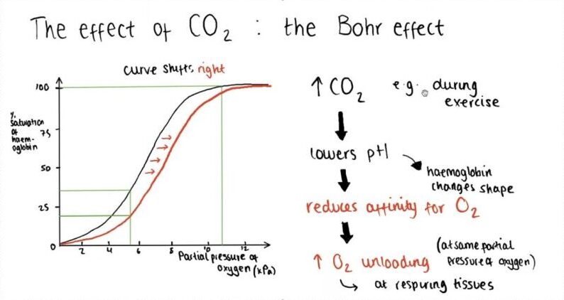 the bohr effect