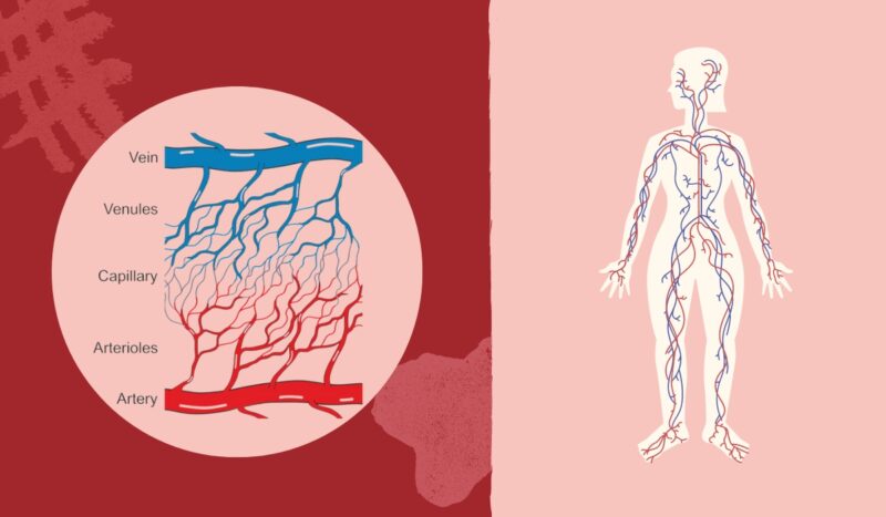 veins arteries and capillaries