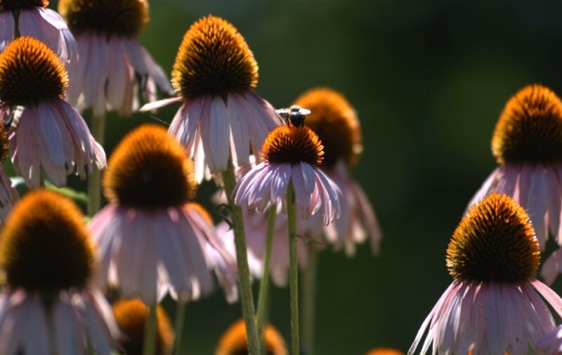 Echinacea Herbal Remedies for Boils