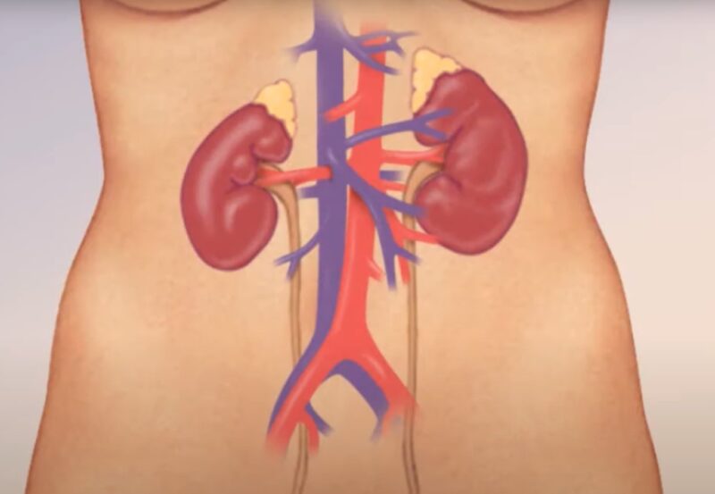 illustration of kidneys