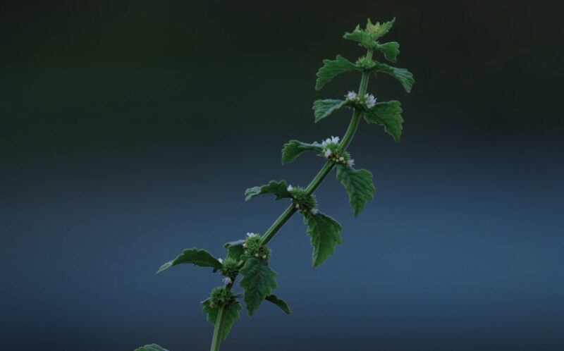 Goldenseal Herbal Remedies for Boils