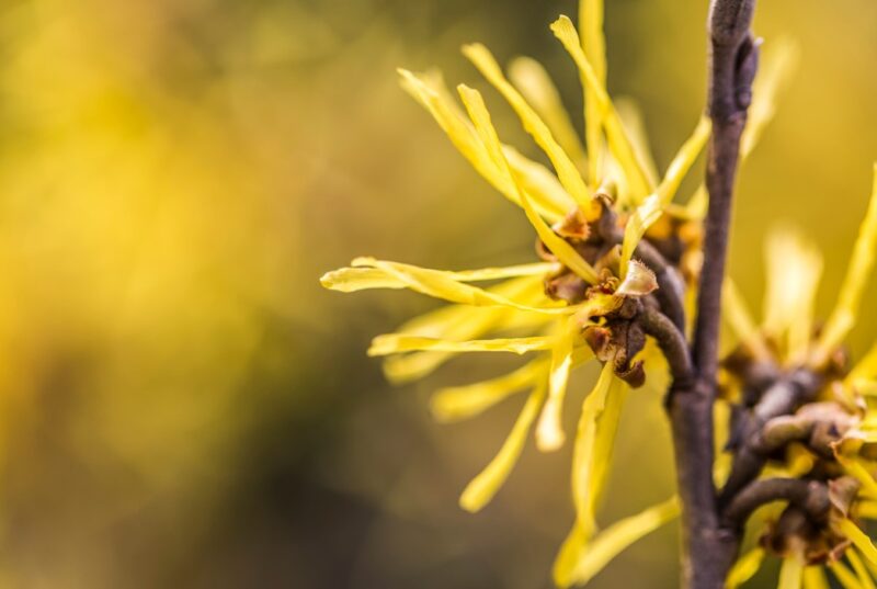 Witch Hazel Herbal Remedies for Boils