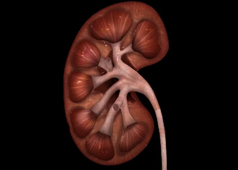 the neuroendocrine system