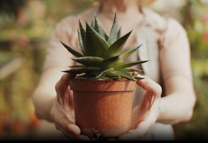 Aloe Vera