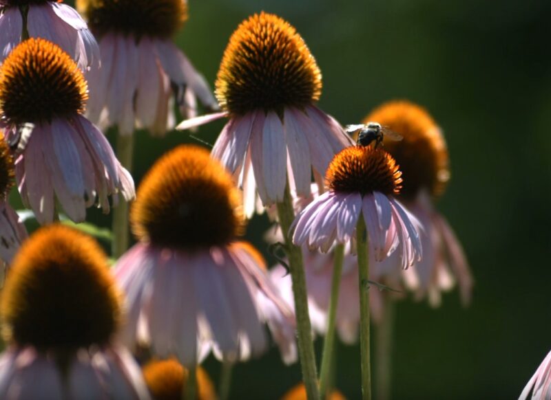 Echinacea