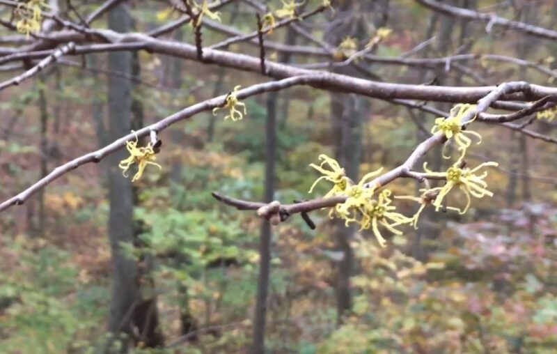 10 Best Herbal Remedies for Boils Natural Solutions