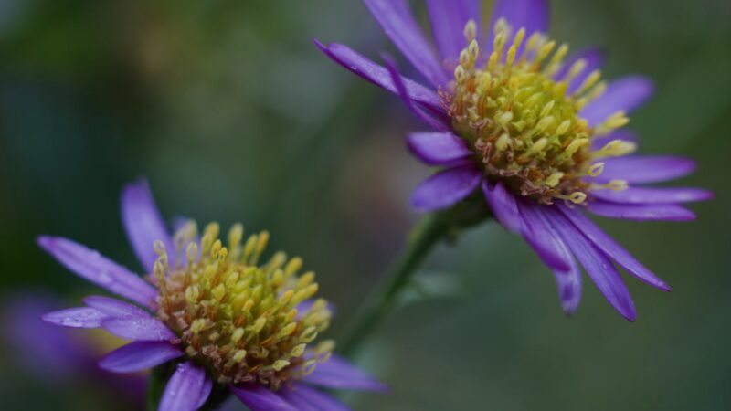 Echinacea