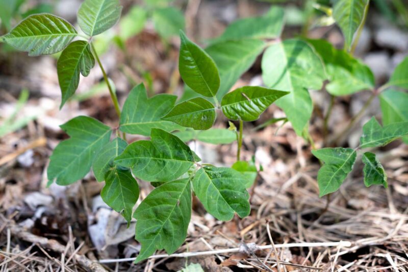 10 Best Home Remedies For Poison Ivy